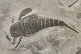 Eurypterid Mortality Plate From New York - Museum Quality #92744-2